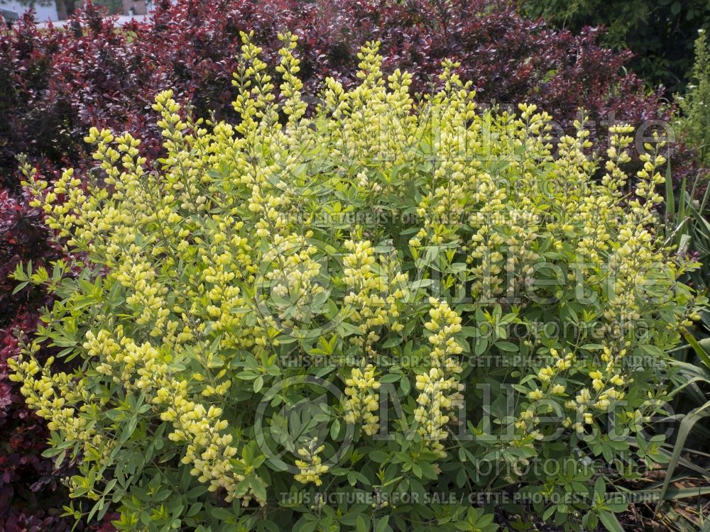 Baptisia Carolina Moonlight  (Wild Indigo or False Indigo) 10 