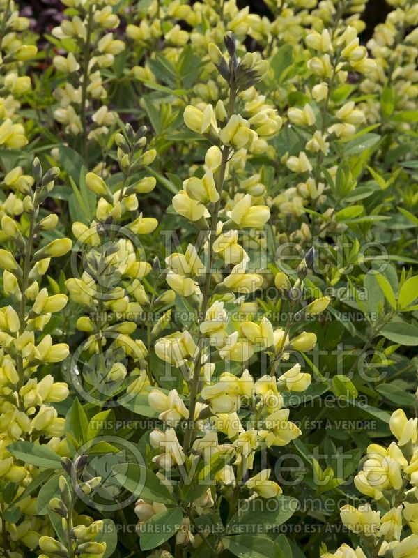 Baptisia Carolina Moonlight  (Wild Indigo or False Indigo) 14 