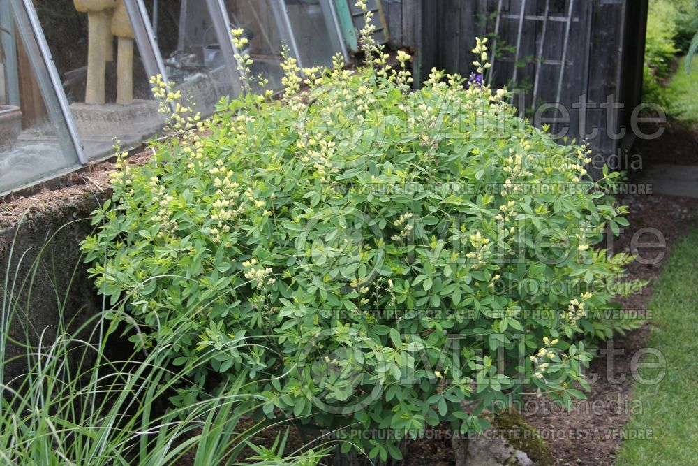 Baptisia Carolina Moonlight  (Wild Indigo or False Indigo) 8 