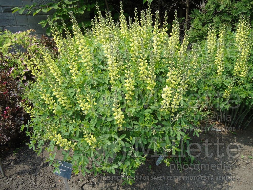 Baptisia Carolina Moonlight  (Wild Indigo or False Indigo)  3