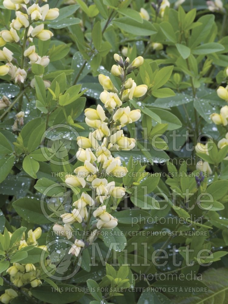 Baptisia Carolina Moonlight  (Wild Indigo or False Indigo) 1 