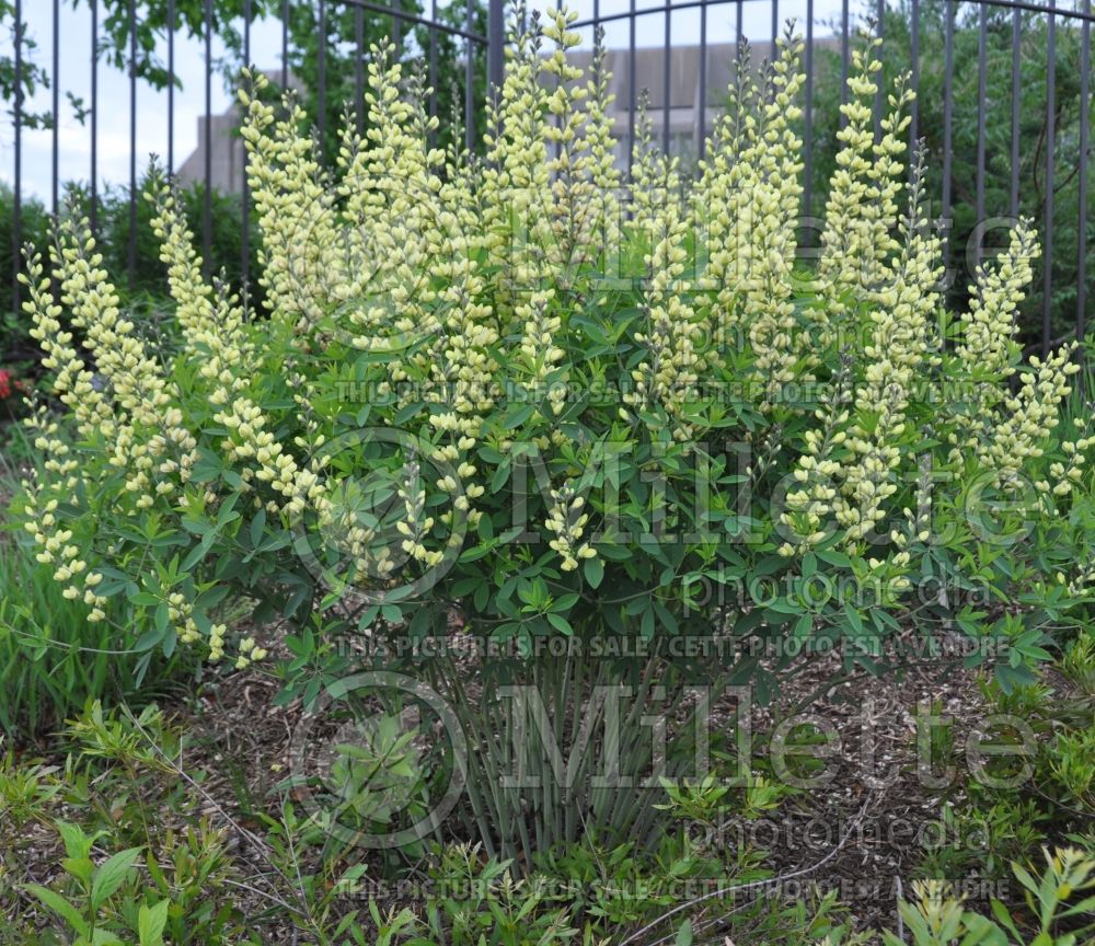 Baptisia Carolina Moonlight  (Wild Indigo or False Indigo)  7