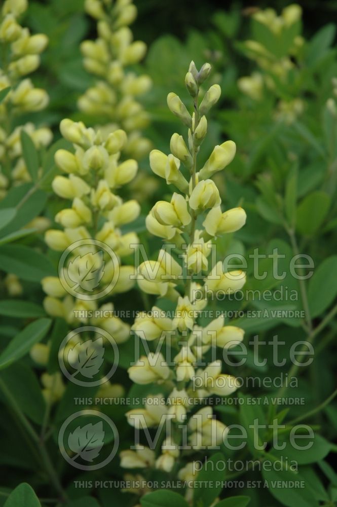 Baptisia Carolina Moonlight  (Wild Indigo or False Indigo)  4