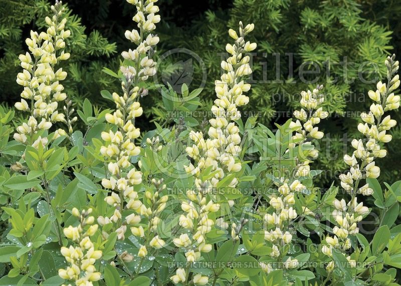 Baptisia Carolina Moonlight  (Wild Indigo or False Indigo) 12 