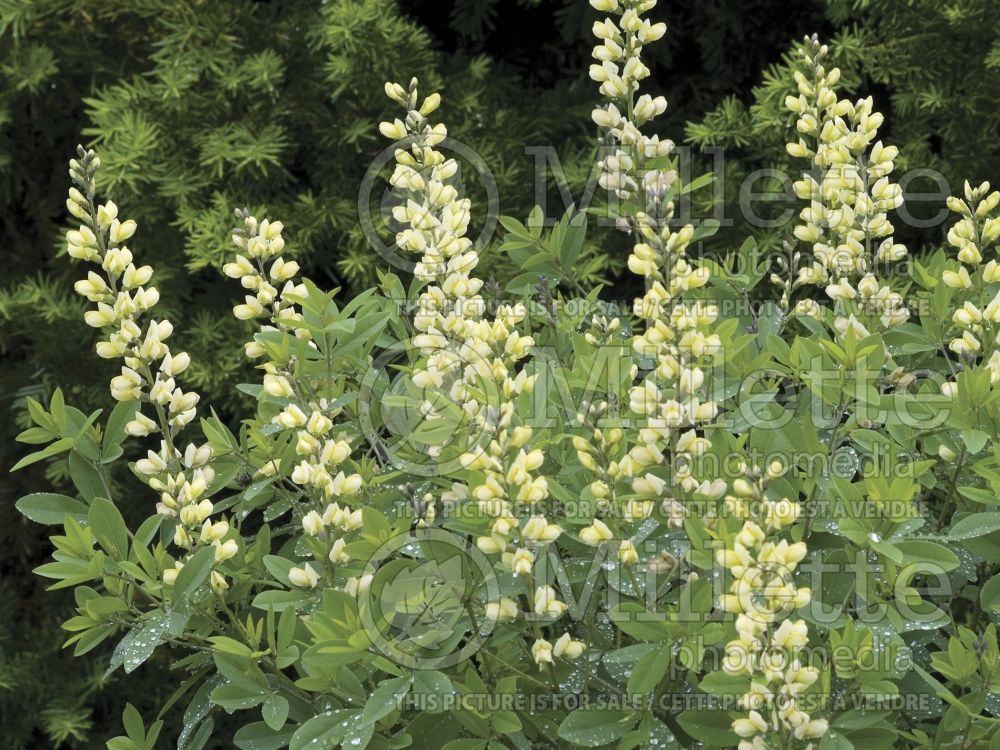 Baptisia Carolina Moonlight  (Wild Indigo or False Indigo)  2