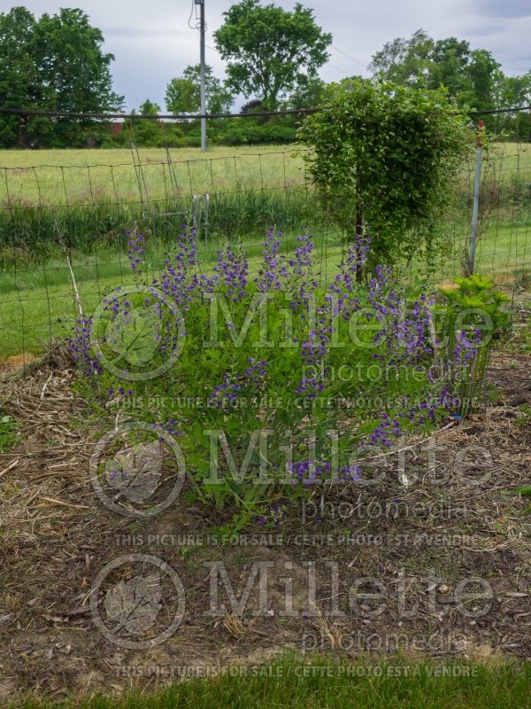 Baptisia Decadence Blueberry Sundae (Wild Indigo or False Indigo) 1 