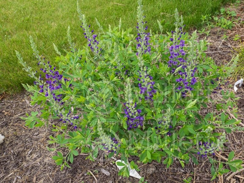 Baptisia Decadence Blueberry Sundae (Wild Indigo or False Indigo) 2 