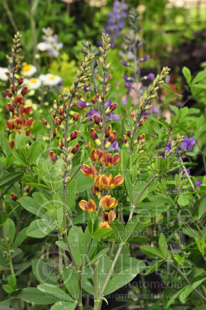 Baptisia Decadence Cherries Jubilee (Wild Indigo or False Indigo) 1