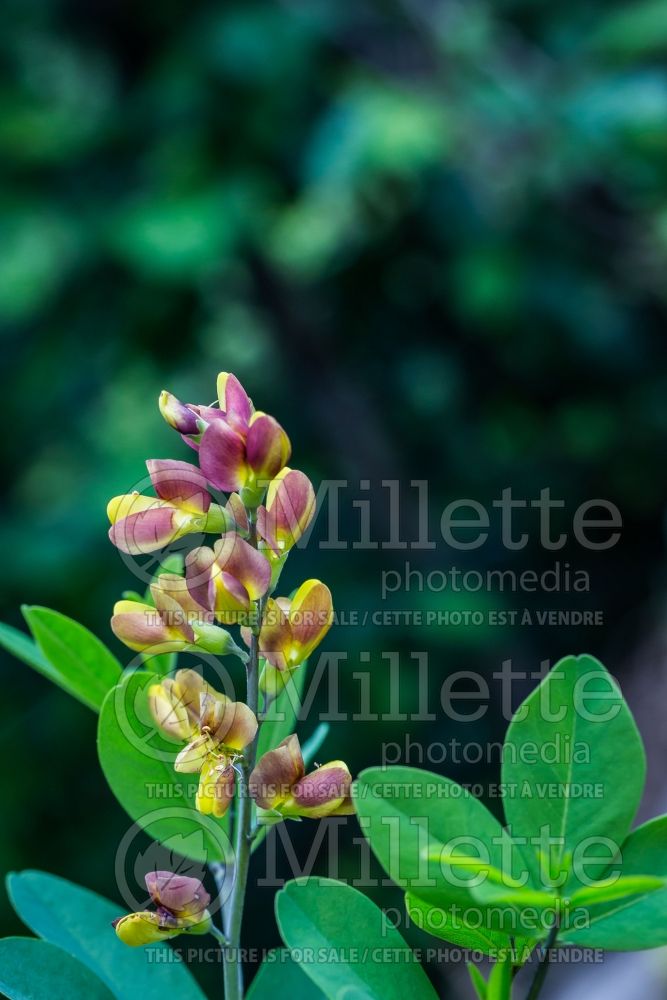 Baptisia Decadence Cherries Jubilee (Wild Indigo or False Indigo) 2