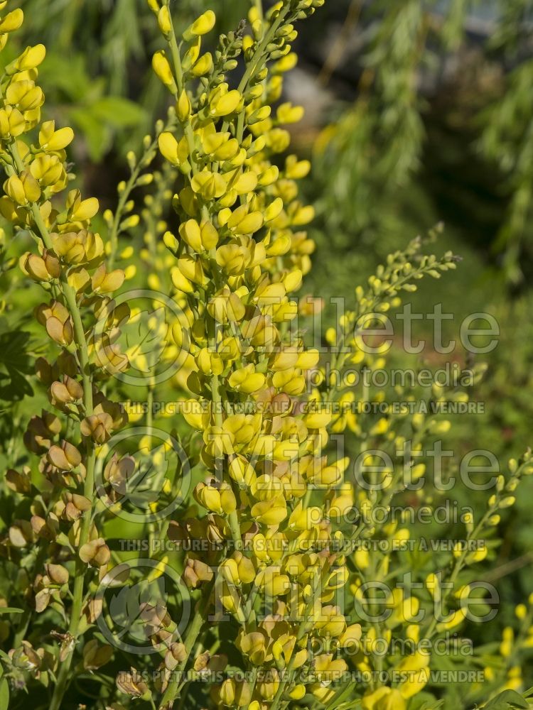 Baptisia Decadence Lemon Meringue (Wild Indigo or False Indigo) 2 