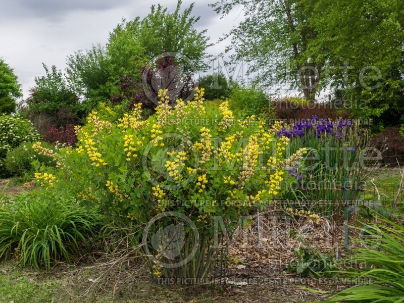 Baptisia Decadence Lemon Meringue (Wild Indigo or False Indigo) 3