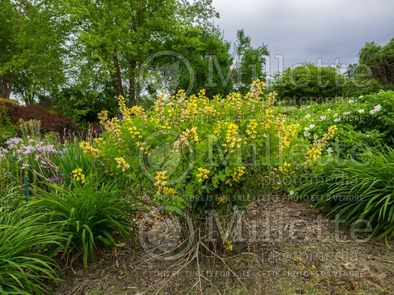 Baptisia Decadence Lemon Meringue (Wild Indigo or False Indigo) 5