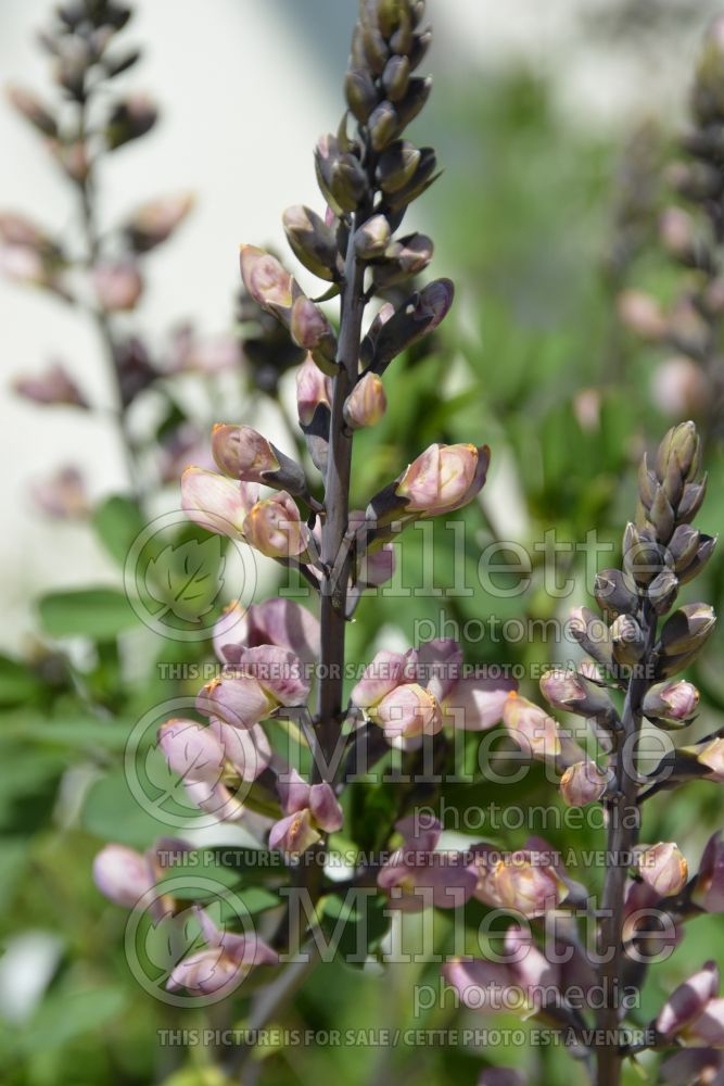 Baptisia Decadence Pink Trufles (Wild Indigo or False Indigo) 1 