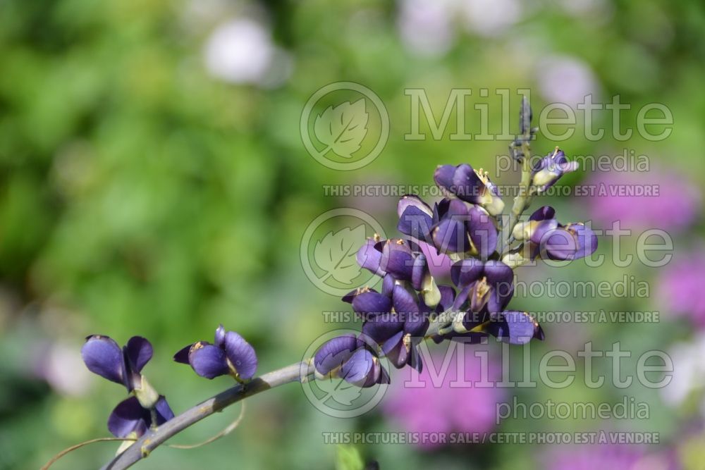 Baptisia Decadence Sparkling Sapphires (Wild Indigo or False Indigo) 1 