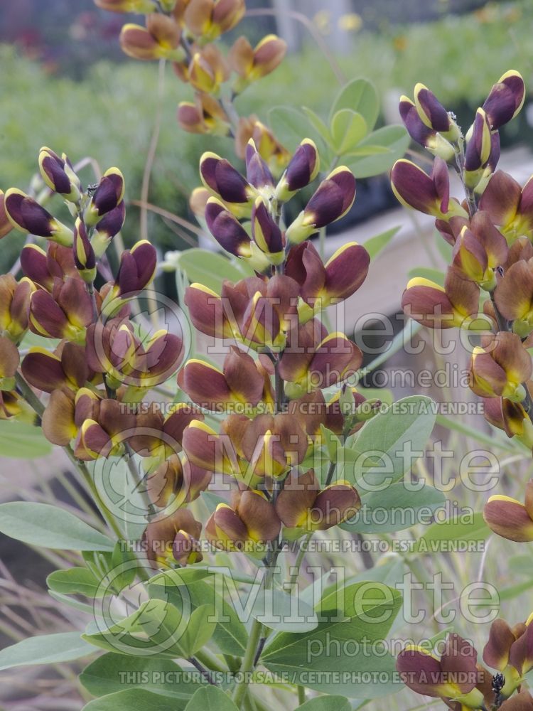 Baptisia Decadence Cherries Jubilee (Wild Indigo or False Indigo) 3