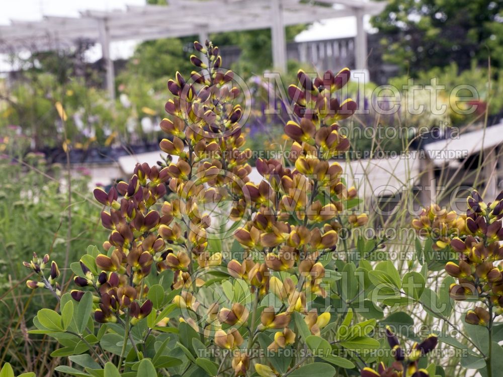 Baptisia Decadence Cherries Jubilee (Wild Indigo or False Indigo) 4