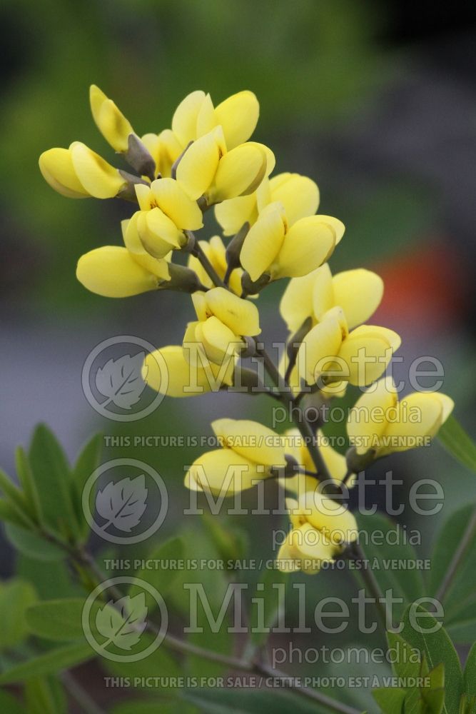 Baptisia Decadence Lemon Meringue (Wild Indigo or False Indigo) 1 