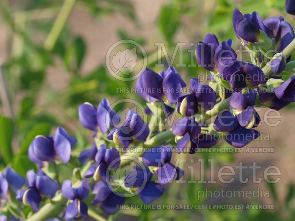 Baptisia Midnight Prairieblues (Wild Indigo or False Indigo) 1 