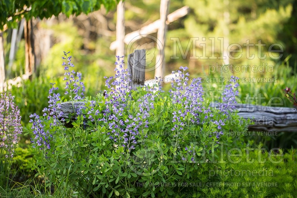 Baptisia Purple Smoke (Wild Indigo or False Indigo) 1 