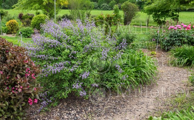 Baptisia Purple Smoke (Wild Indigo or False Indigo) 2 