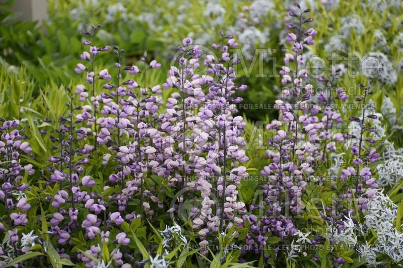 Baptisia Purple Smoke (Wild Indigo or False Indigo) 3 