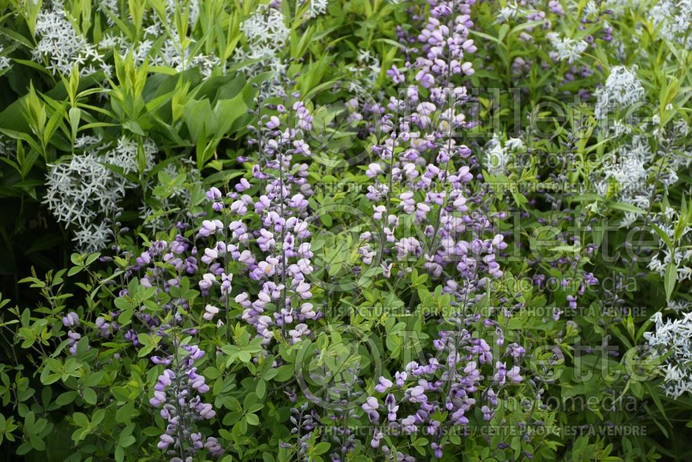 Baptisia Purple Smoke (Wild Indigo or False Indigo) 4 