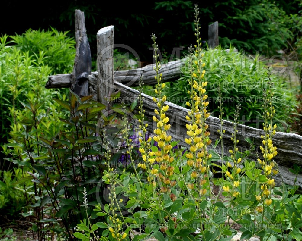 Baptisia Solar Flare (Wild Indigo or False Indigo) 2 