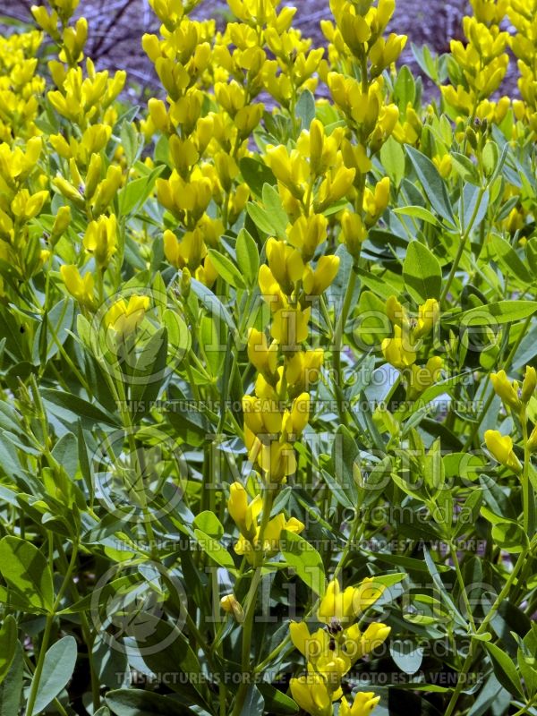 Baptisia sphaerocarpa (Large Yellow Wild Indigo) 2 