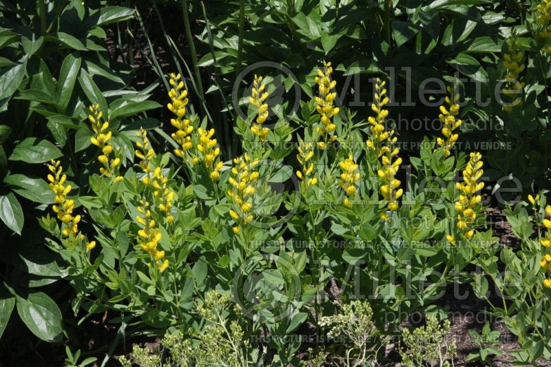 Baptisia Screamin' Yellow (Wild Indigo or False Indigo) 2 