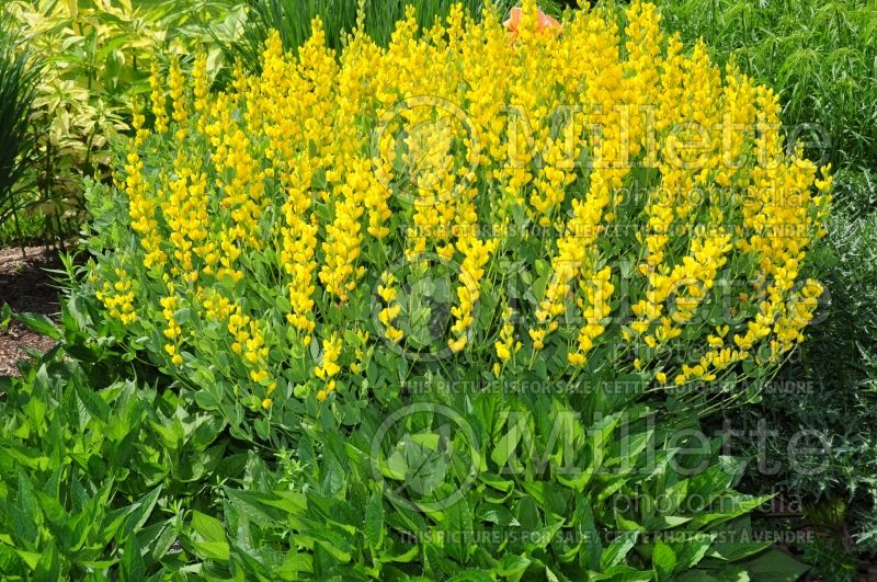 Baptisia Screamin' Yellow (Wild Indigo or False Indigo) 1 