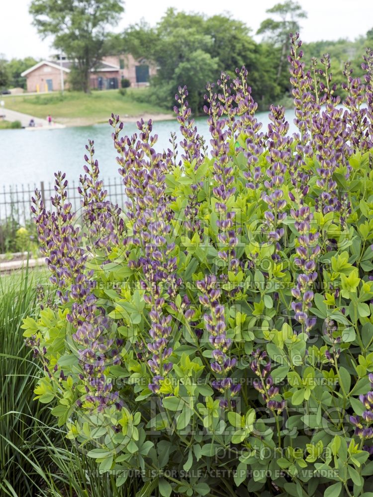 Baptisia Twilite Prairieblues (Wild Indigo or False Indigo) 3 