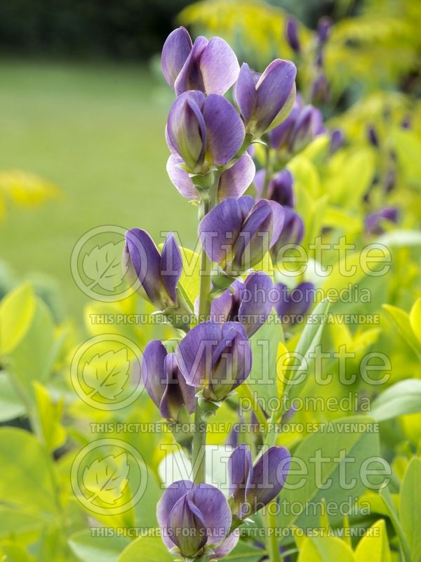 Baptisia Twilite Prairieblues (Wild Indigo or False Indigo) 5 