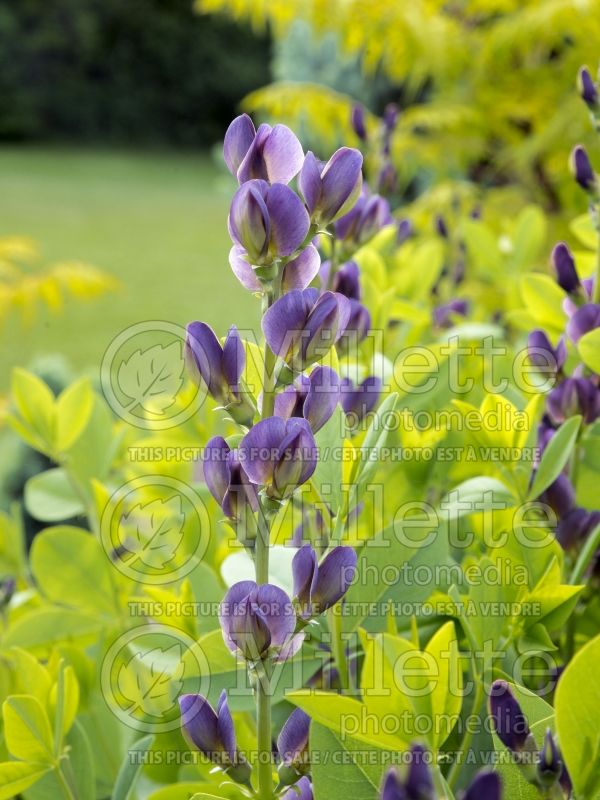 Baptisia Twilite Prairieblues (Wild Indigo or False Indigo) 4 