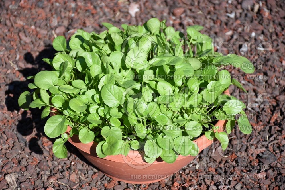 Barbarea SimplySalad (Cress) 1 