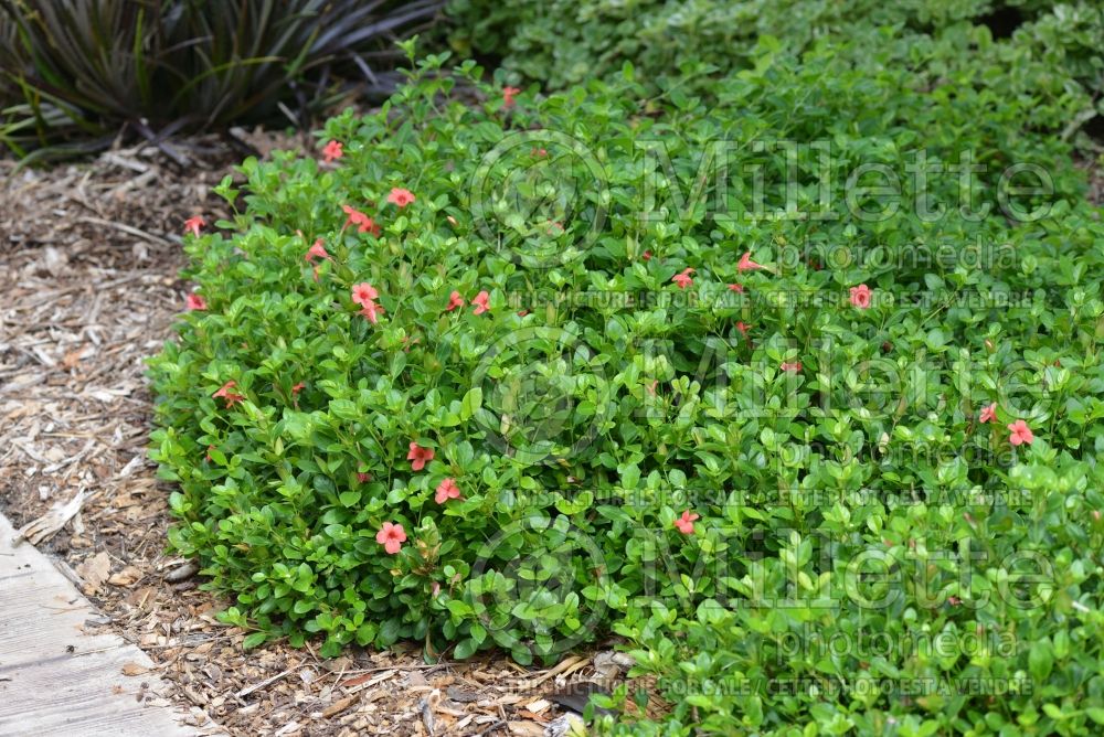 Barleria repens (Coral Creeper) 1 