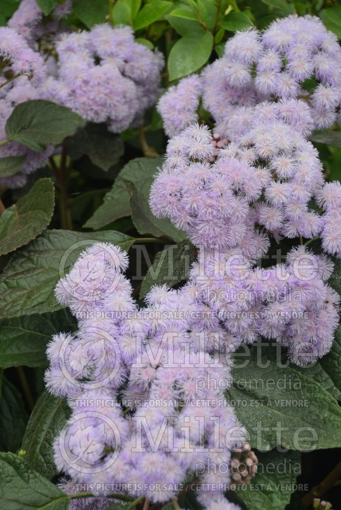 Bartlettina sordida or Eupatorium sordidum (Bartlettina) 1  