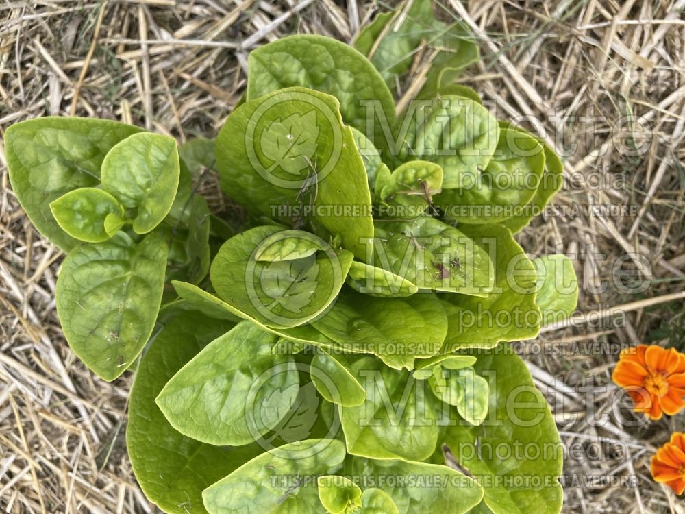 Basella alba (Malabar spinach, vine spinach, Ceylon spinach herb) 3 