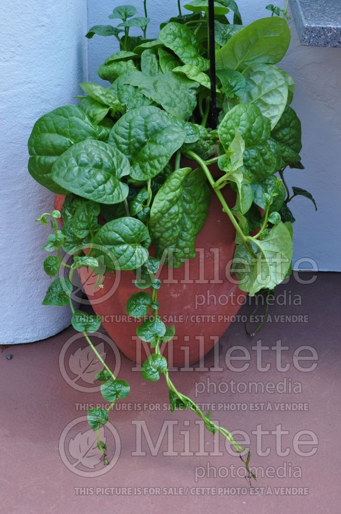 Basella Rubra (Malabar spinach, vine spinach, Ceylon spinach herb) 1 