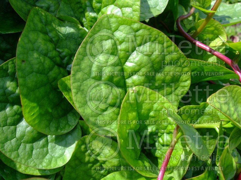 Basella Rubra (Malabar spinach, vine spinach, Ceylon spinach herb) 2 