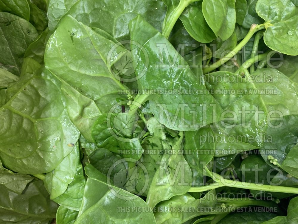 Basella alba (Malabar spinach, vine spinach, Ceylon spinach herb) 1 