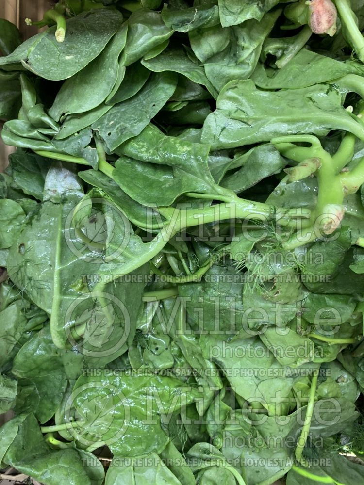 Basella alba (Malabar spinach, vine spinach, Ceylon spinach herb) 2 