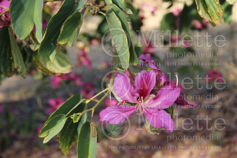 Bauhinia blakeana (Hong Kong orchid tree) 3 