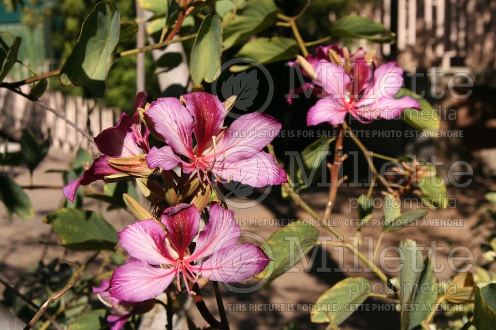 Bauhinia purpurea (Orchid tree) 1 