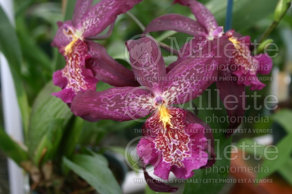 Beallara Marfitch Howard's Dream (Orchid) 1 