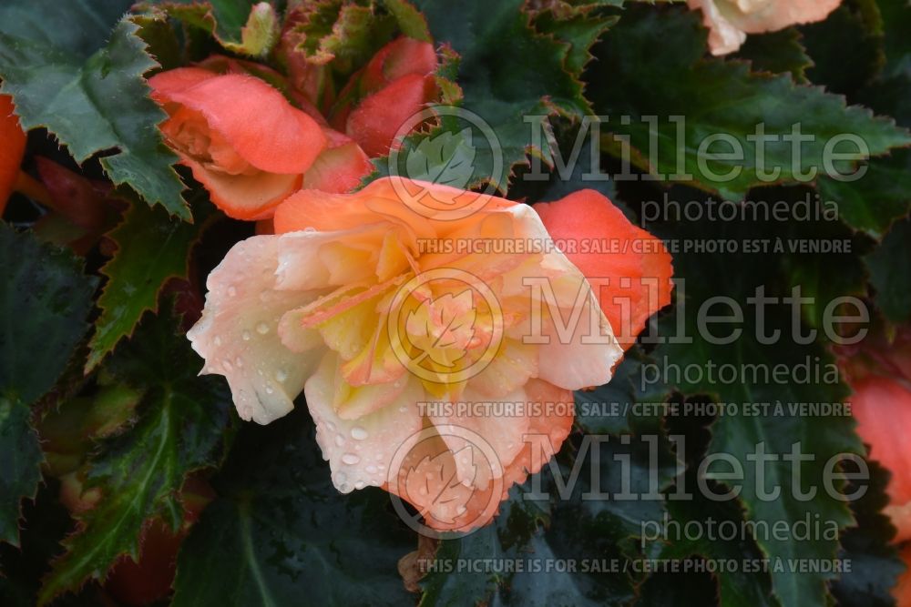 Begonia I’Conia Scentiment Peachy Keen (Begonia) 1 
