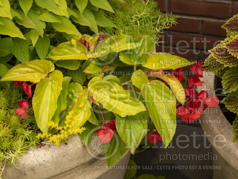 Begonia Canary Wings (Begonia) 6 