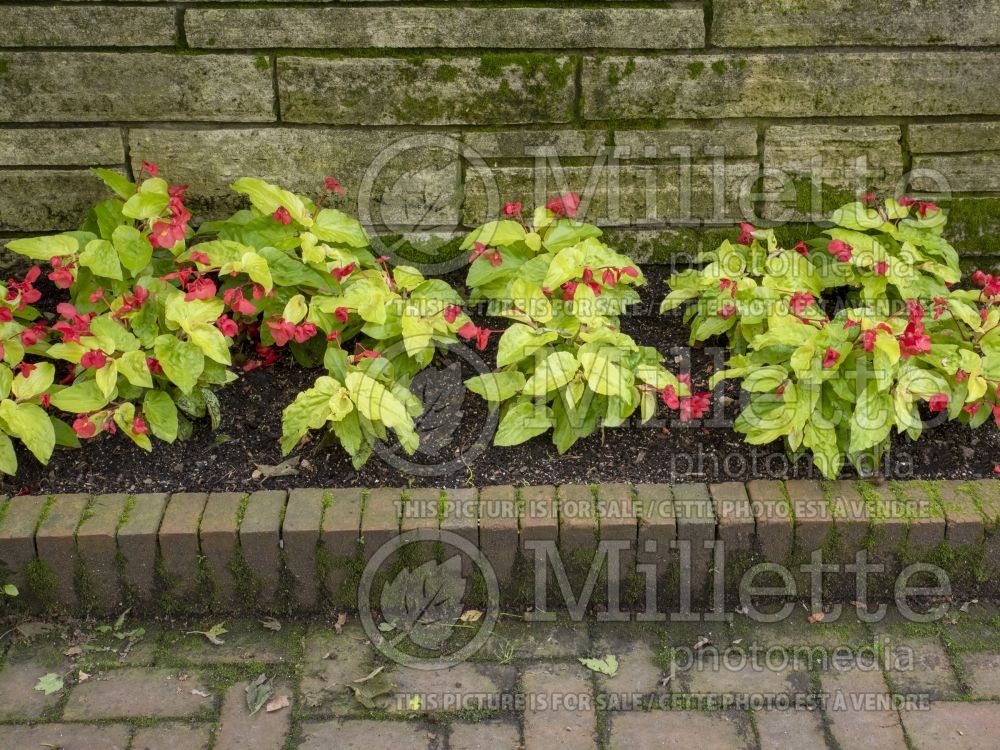 Begonia Canary Wings (Begonia) 7 