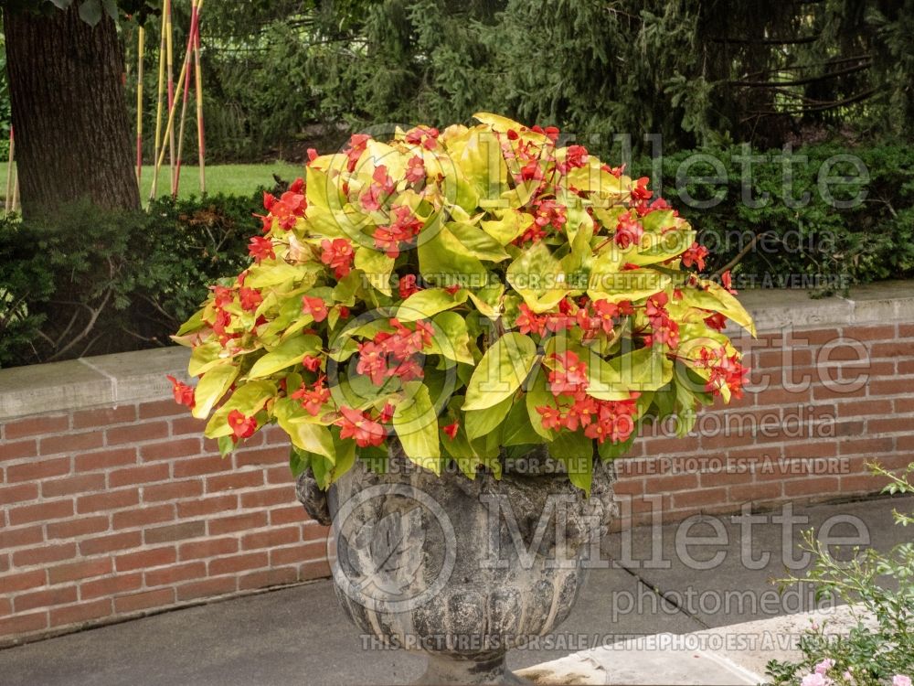 Begonia Canary Wings (Begonia) 9 