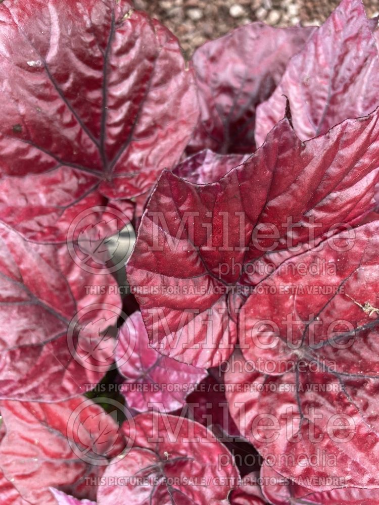 Begonia Inca Flame (Begonia) 1 