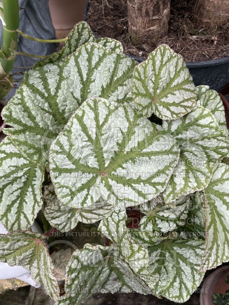 Begonia Magic Tap Dance (Begonia) 1 